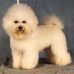 Bichon Frisé