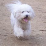 Bichon Frisé