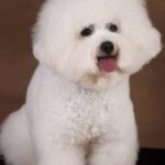 Bichon Frisé