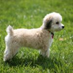 Bichon Frisé