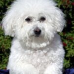 Bichon Frisé