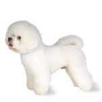 Bichon Frisé