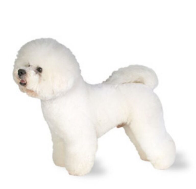 Bichon Frisé