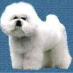 Bichon Frisé