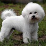 Bichon Frisé