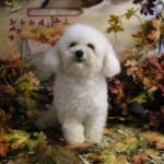 Bichon Frisé