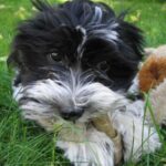 Bichon Havanais