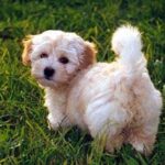 Bichon Havanais