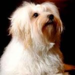 Bichon Havanais