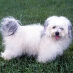 Bichon Havanais