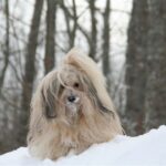 Bichon Havanais