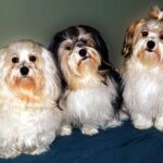 Bichon Havanais