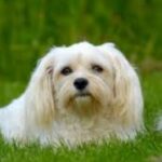 Bichon Havanais