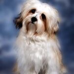 Bichon Havanais