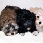 Bichon Havanais