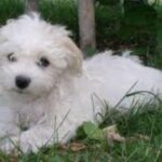 Bichon Havanais