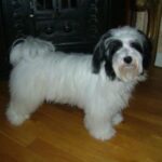 Bichon Havanais