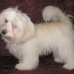Bichon Havanais