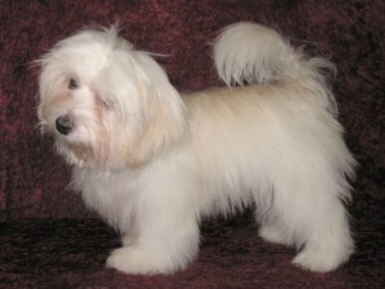 Bichon Havanais