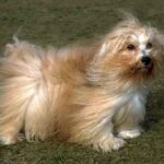 Bichon Havanais