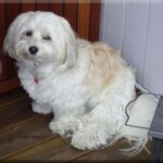 Bichon Havanais