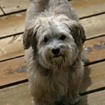 Bichon Havanais