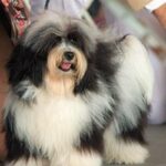 Bichon Havanais