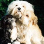 Bichon Havanais