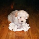 Bichon Havanais
