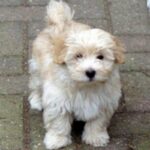 Bichon Havanais
