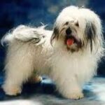 Bichon Havanais
