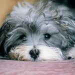 Bichon Havanais