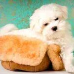 Bichon Havanais