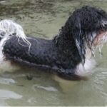 Bichon Havanais