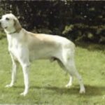 Billy