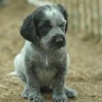 Blå Picardie Spaniel