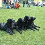Blå Picardie Spaniel
