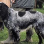 Blå Picardie Spaniel