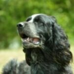 Blå Picardie Spaniel