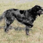 Blå Picardie Spaniel