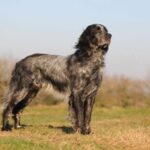 Blå Picardie Spaniel