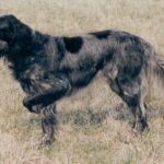 Blå Picardie Spaniel
