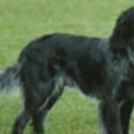 Blå Picardie Spaniel