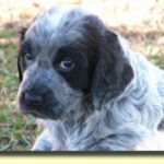 Blå Picardie Spaniel