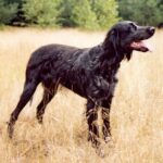 Blå Picardie Spaniel