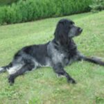 Blå Picardie Spaniel