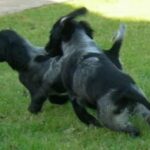 Blå Picardie Spaniel