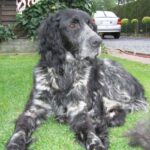 Blå Picardie Spaniel