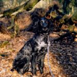 Blå Picardie Spaniel