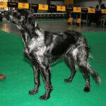 Blå Picardie Spaniel